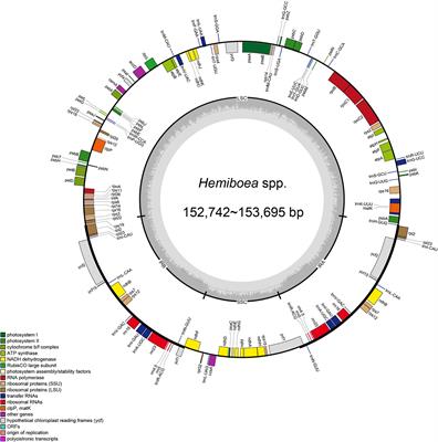 Plastome evolution and phylogenomics of Trichosporeae (Gesneriaceae) with its morphological characters appraisal